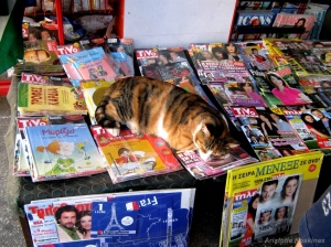 A cat sleeps on magazines laid out outside a newsagent's.