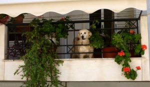 A golden retriever on a tiny balcony of an Athenian flat.