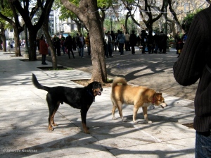 Greek stray dogs