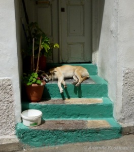 A dog lying on someone's doorstep.