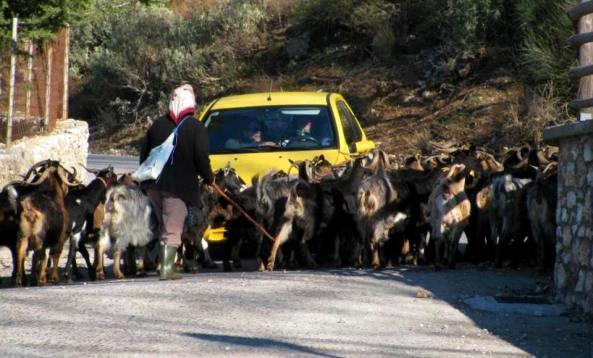 goat herd blocking the road, Greece